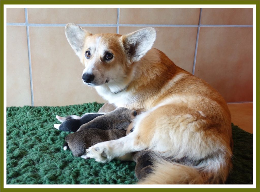 chiot Welsh Corgi Pembroke Royal Black and Red Fox